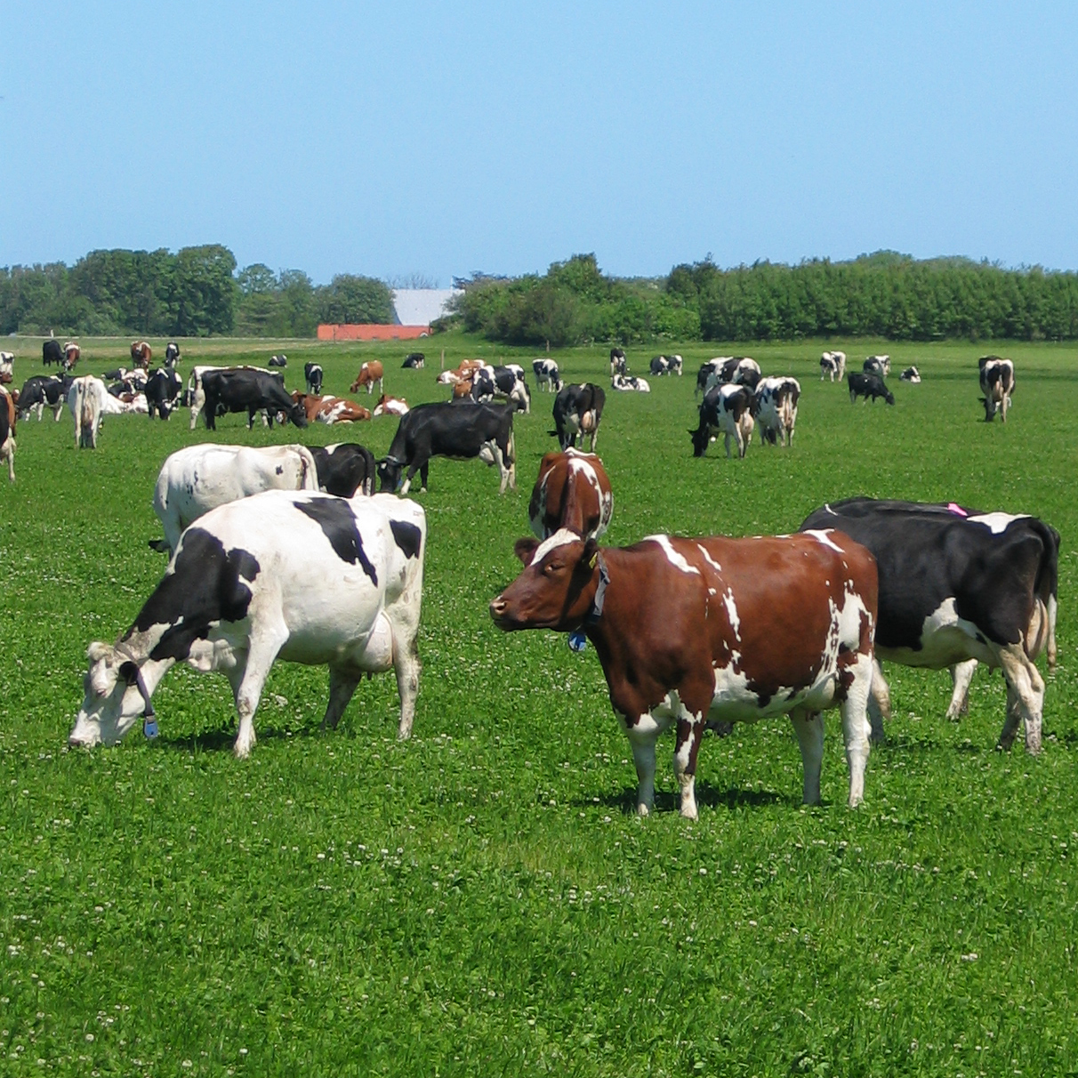 Øko. specialblandinger